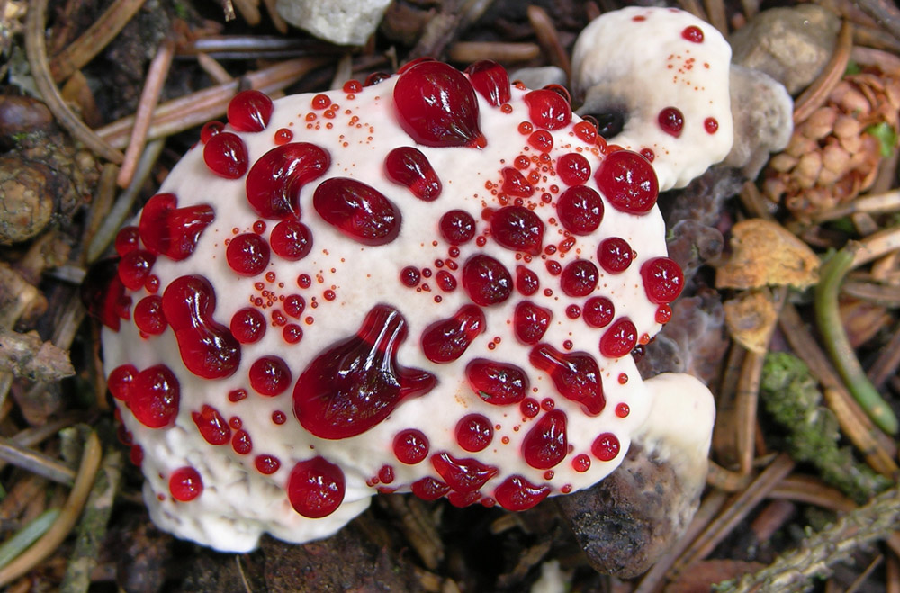 Hydnellum peckii Banker